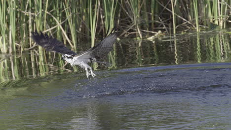 águila-Pescadora-Saliendo-Del-Agua-Después-De-Perder-Una-Captura