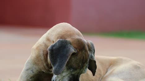 one-eyed dog. portrait of one-eye pure bred great dane dog