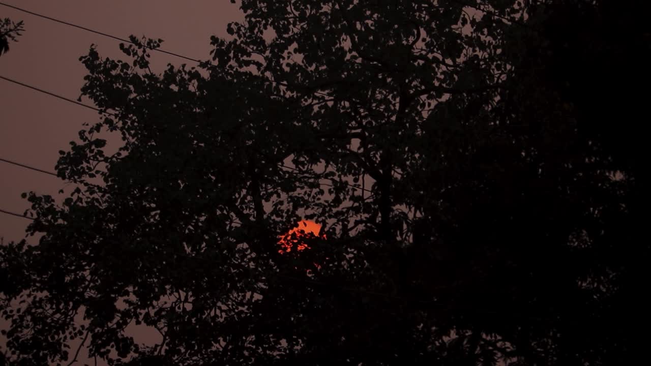 Apocalyptic Sunset: Orange Sun Through Smoky Tree Branches