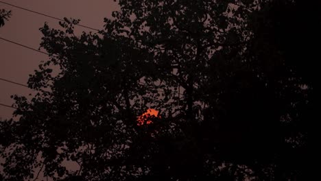 apocalyptic sunset: orange sun through smoky tree branches