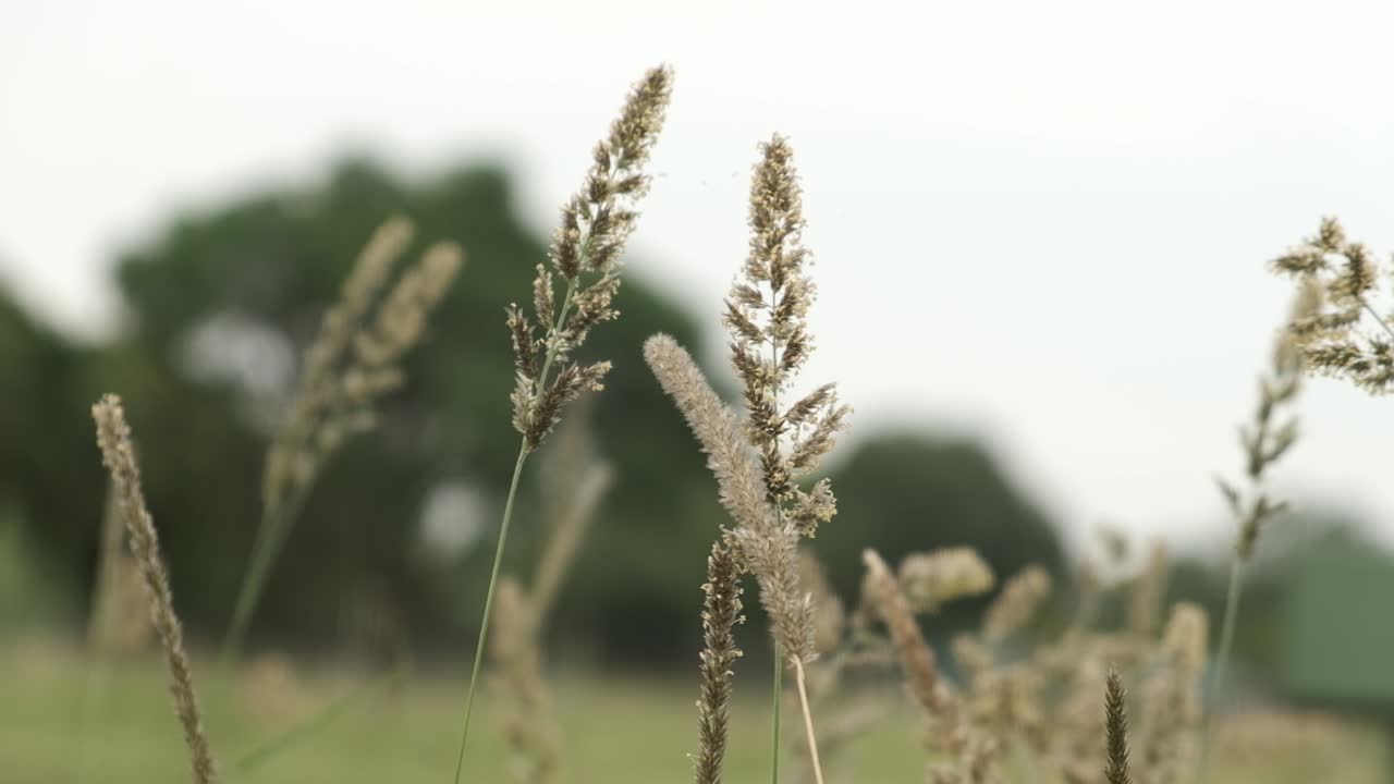 바람에 날리는 필드 잔디의 클로즈업