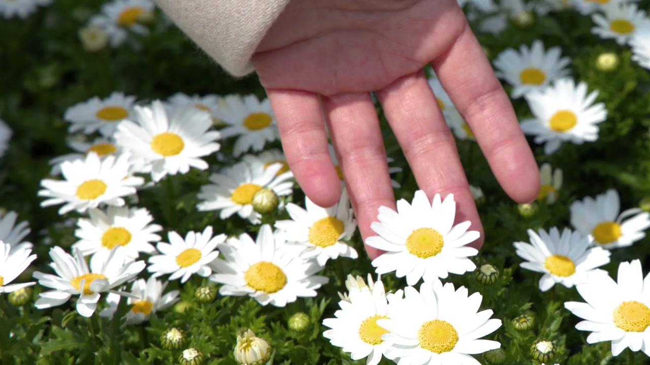 Hand Gently Touching White Daisy Flowers in a Garden