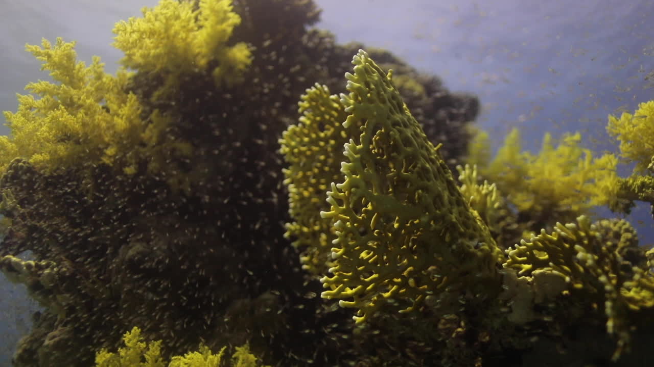 이집트의 은 바다의 산호초에 있는 유리 물고기 4k 촬영