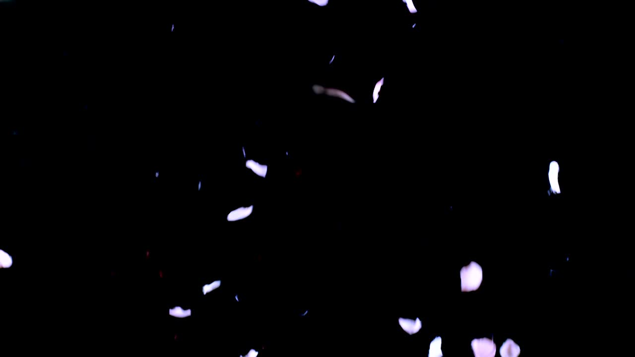 장미 꽃잎이 떨어지는 것