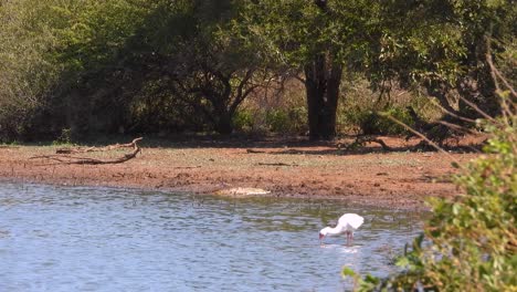 spoonbill bird wildlife platalea south africa river lake kruger national park