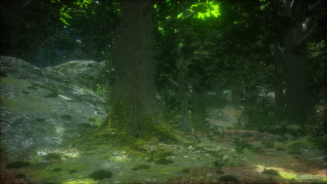raíces de árboles y sol en un bosque verde