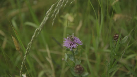 Makroaufnahme-Einer-Biene-Auf-Einer-Blume