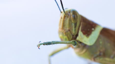 primer plano de un saltamontes limpiando sus antenas