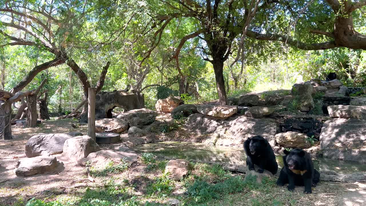 Bear exploring under trees at Chonburi zoo