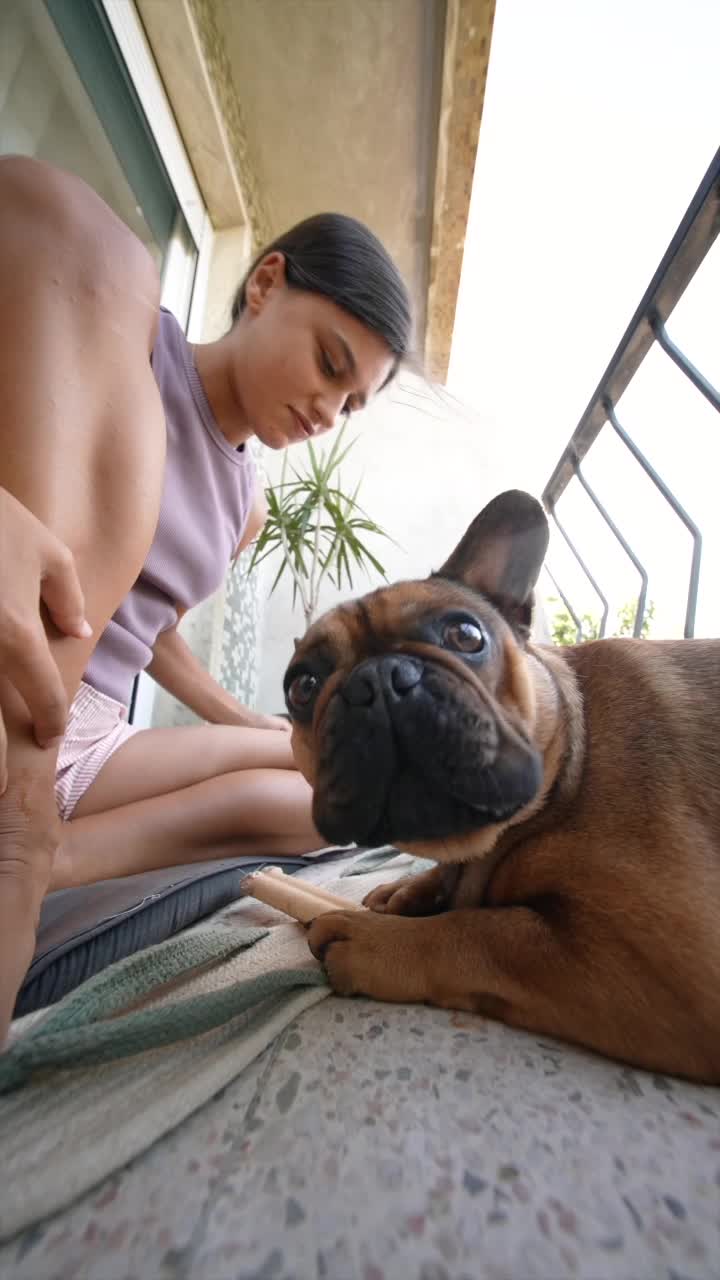 A woman is playing with a French bulldog