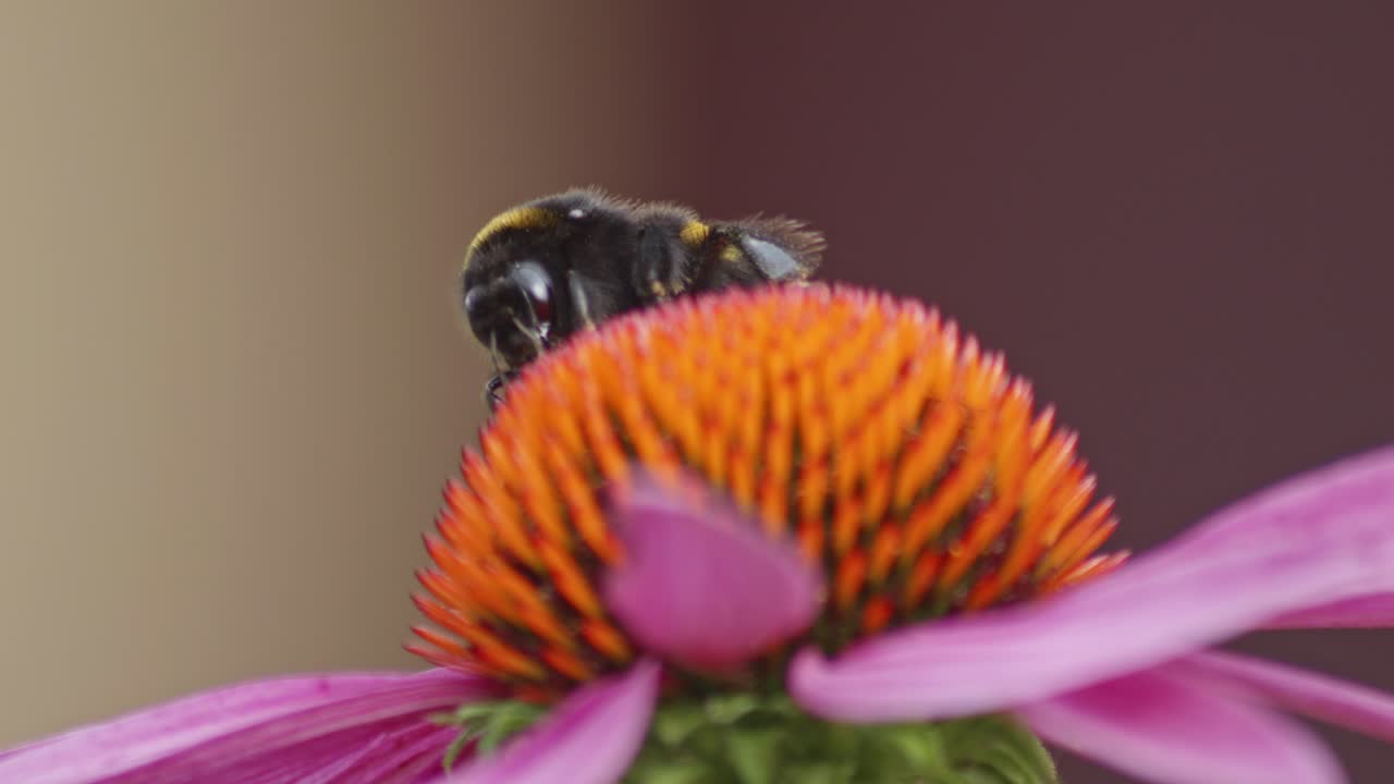 un macro de primer plano de un abejorro en una flor de cono naranja recolectando néctar
