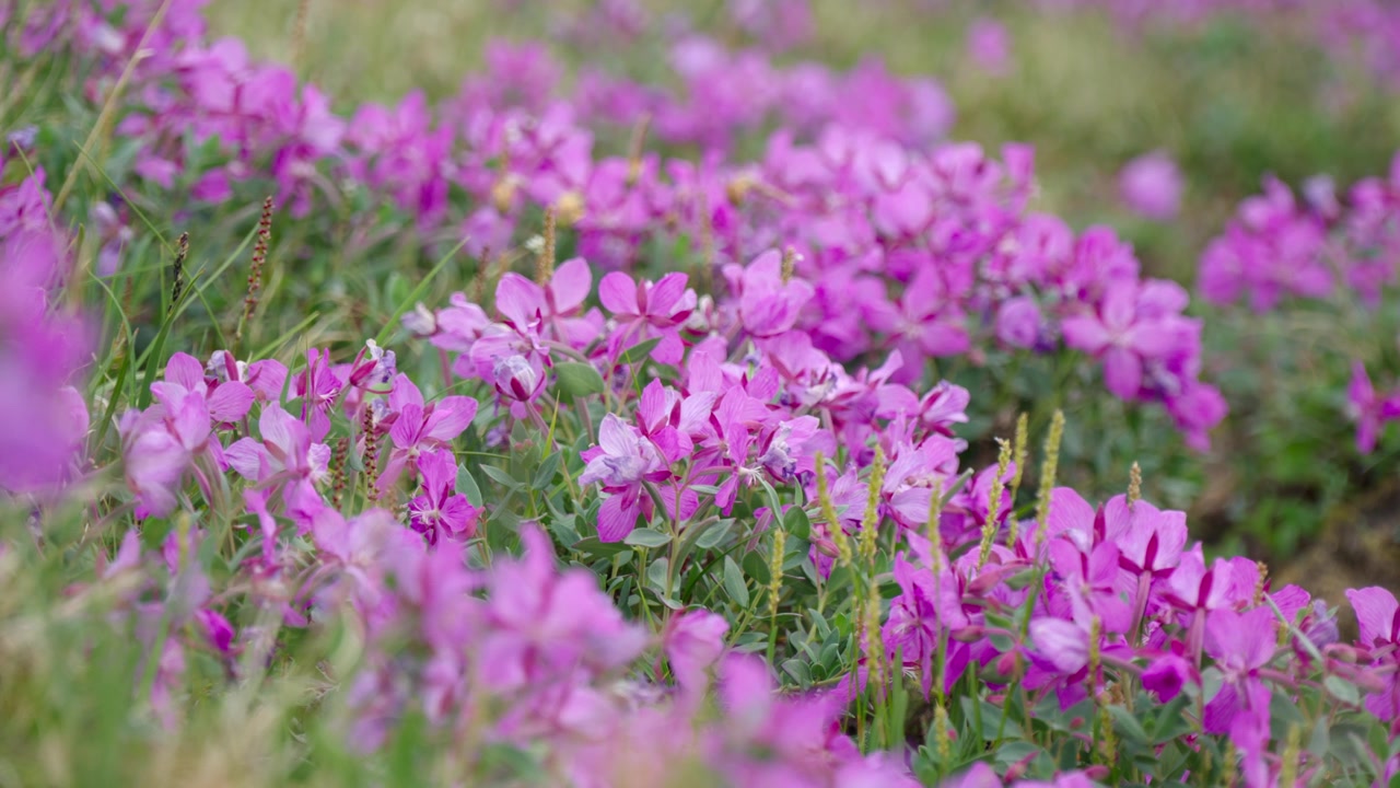 Pengambilan gambar darat jarak menengah menangkap hamparan karpet yang kaya dan berwarna-warni dari flora subarktik yang mekar (Dwarf Fireweed) menutupi tanah berbatu selama musim panas utara yang singkat.