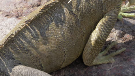 Large-green-iguana-in-the-sun