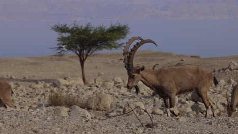 nubian ibex in the desert