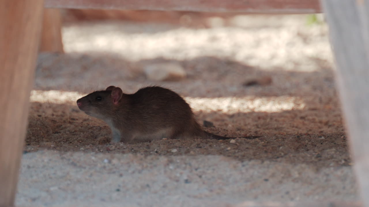 Brown rat walking under a wooden structure in a sandy environment