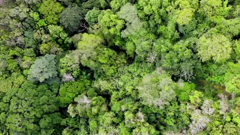 vista aérea de la jungla del cráter volcánico del valle de antón en el centro de panamá, toma aérea mirando hacia abajo