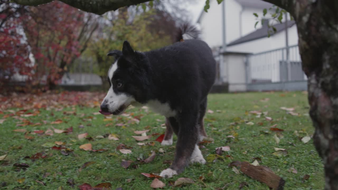 Short-haired Australian Shepherd standing in the garden, slightly out of breath after playing, then trotting left and exiting the frame. A natural, calm moment after energetic action