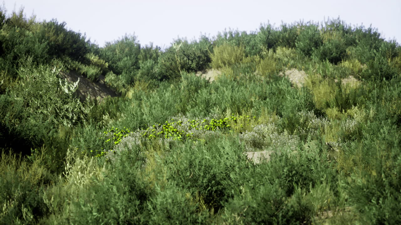 Lush green hillside covered with diverse vegetation in bright daylight