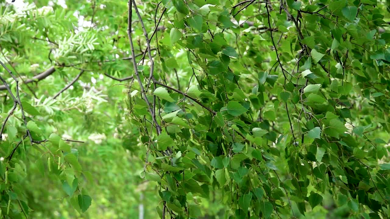 Green Birch Tree Branches with Lush Foliage