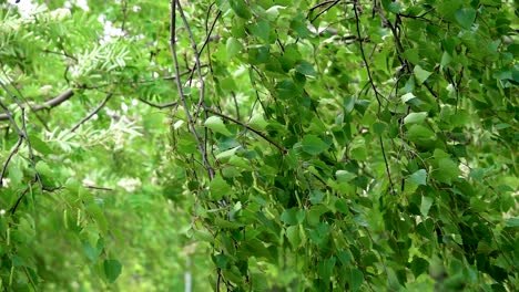 green birch tree branches with lush foliage