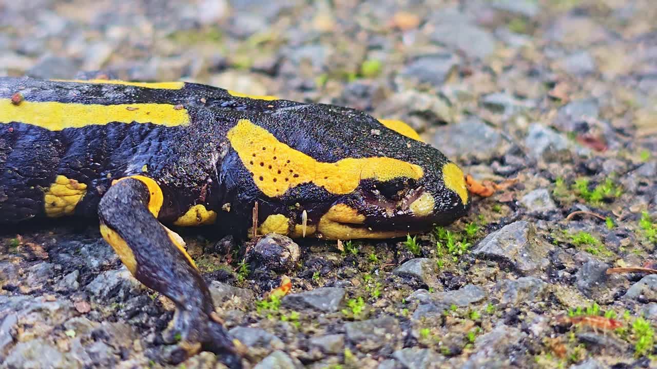 Static close-up of a fire salamander lying motionless on wet forest ground as a small insect passes by