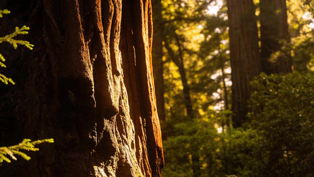 Telecamera panoramica che mostra il tronco di una conifera mentre la luce del sole si sposta tra i rami della foresta e le felci, con spazio copia.