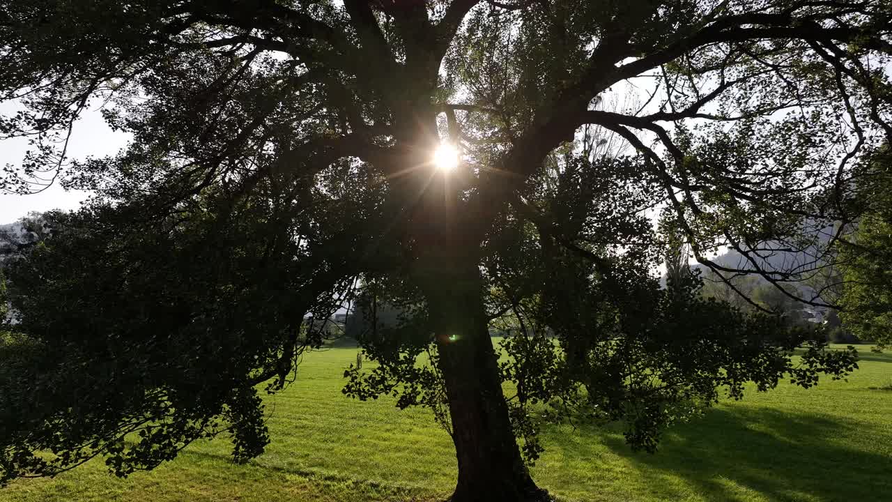 The sun shines through a tall tree on a green meadow