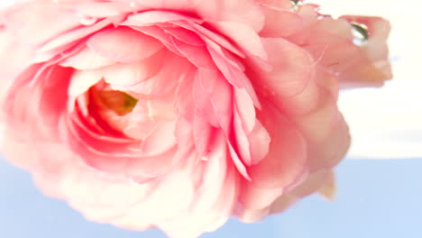 pink ranunculus close-up