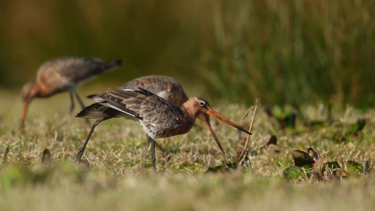 чернохвостые божики в болоте