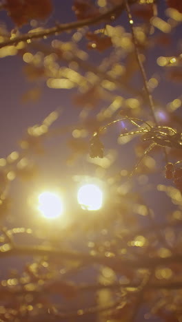 winter tree branches covered in ice and snow illuminated by golden glow from streetlights against deep blue evening sky, with light poles and power lines in the background