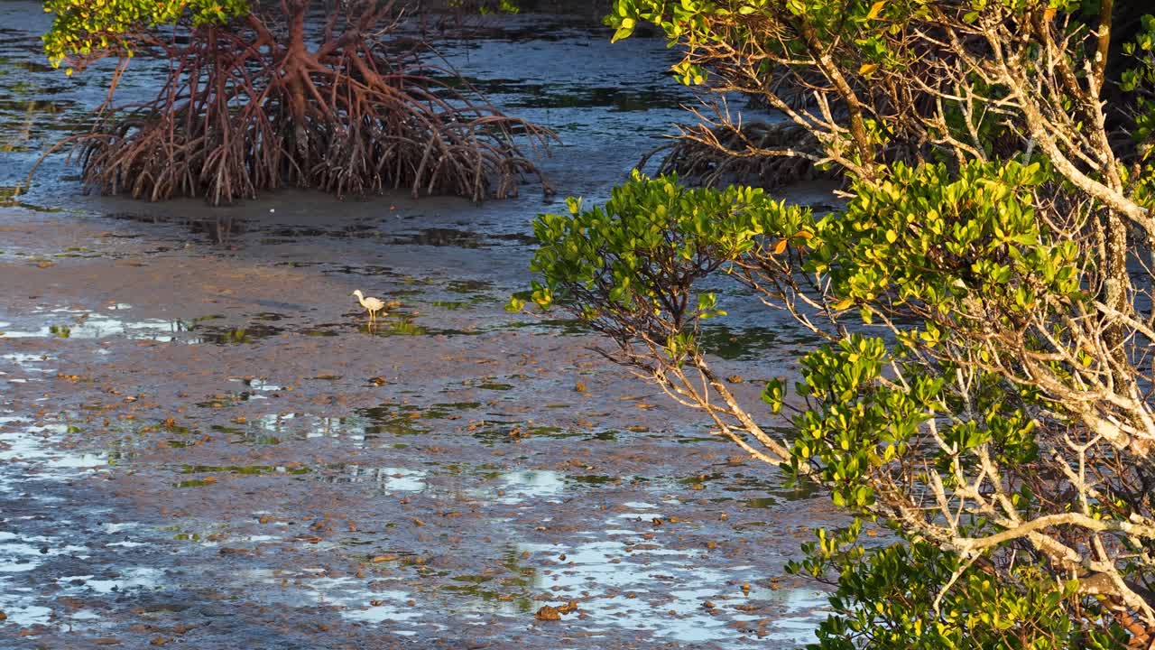Drone footage captures mangrove trees and tidal flats in Port Douglas, Australia, under warm, natural lighting