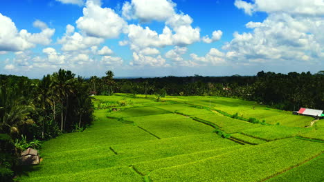 green rice plantation fields in ubud jungle in bali below blue sky