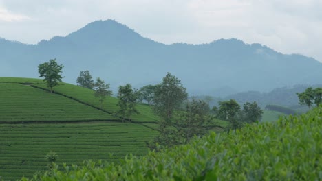 Green tea leaf plantation agriculture field landscape Southeast Asia Long Coc Vietnam
