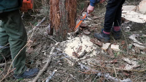 Holzfäller-Verwendet-Einen-Haken,-Um-Die-Rinde-Des-Baumes-Auszuschneiden-Und-Den-Baum-Zu-Fällen