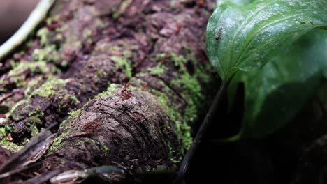 red-ants-walking-in-line-on-a-log,-close-up,-macro-shot,-cinematic-fire-ants-in-jungle