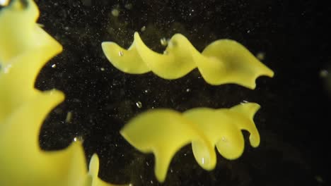 fusilli pasta falling into water.