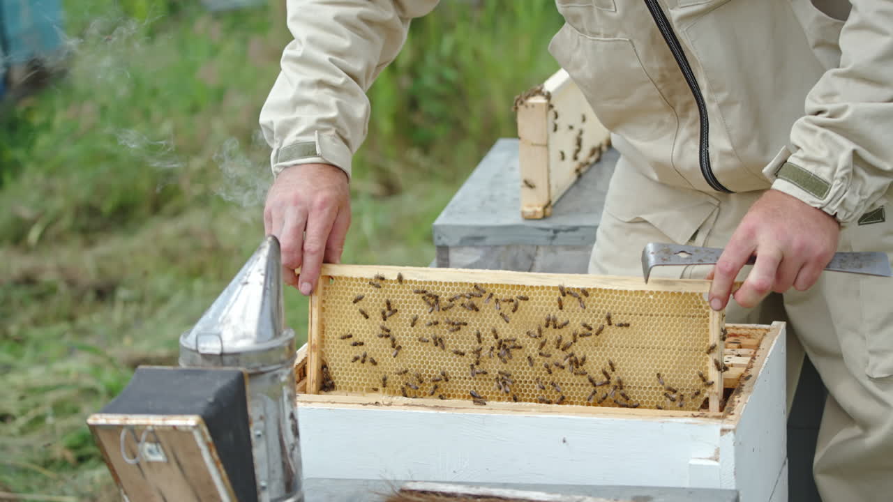Bee farmer pulls a frame out of a hive, examines it and turns it back. Smoke coming from a smoker at the foreground.
