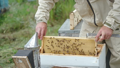 bee farmer pulls a frame out of a hive, examines it and turns it back. smoke coming from a smoker at the foreground.