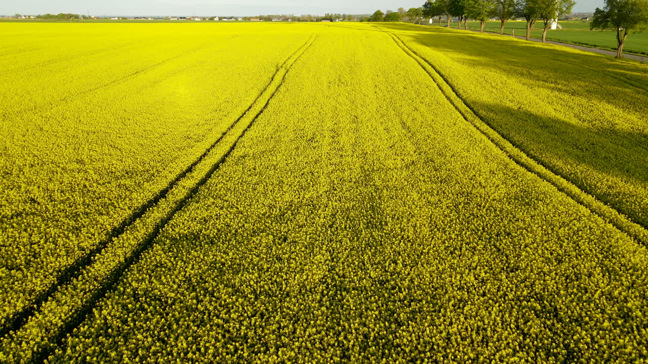 vista aérea de los campos de canola amarillos que florecen y los molinos de viento generadores de electricidad que giran sobre el fondo en europa, plantilla de espacio de copia