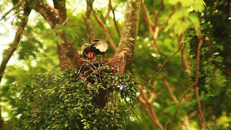 couple, ibis birds, buff-necked ibis, screeching in tree nest, sunny mangrove forest, sunlight on sunny vivid day