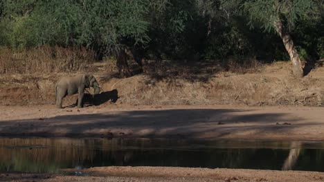 wide shot of an african elephant bull standing on the banks next to a river while feeding, tuli botswana.