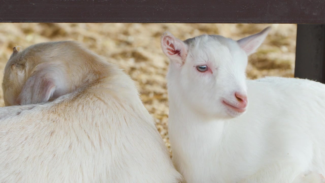 Nærbilde av hvite geitekje som breker og hviler i en halmfyllt innhegning på Anseong Farmland, Sør-Korea