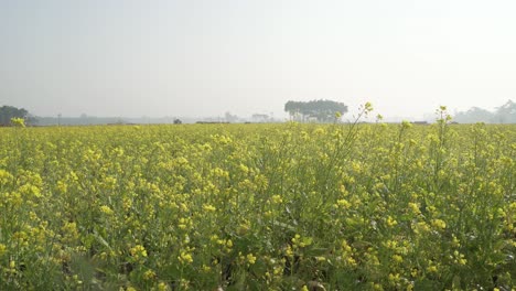 Senfblumen-Blühen-Auf-Dem-Weiten-Feld