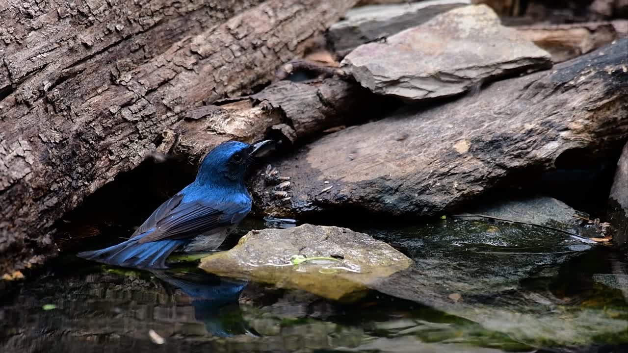 인도차이나 블루 플라이캐처는 푸른 깃털과 주황색에서 흰색 가슴으로 유명한 태국의 저지대 숲에서 발견됩니다.
