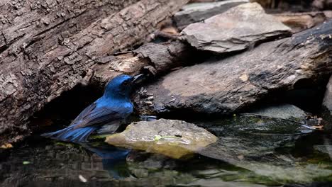 印度中國藍色捕<unk>鳥 (indochinese blue-flycatcher) 是在泰國低地森林中發現的,以其藍色羽毛和<unk>色到白色胸部而聞名.