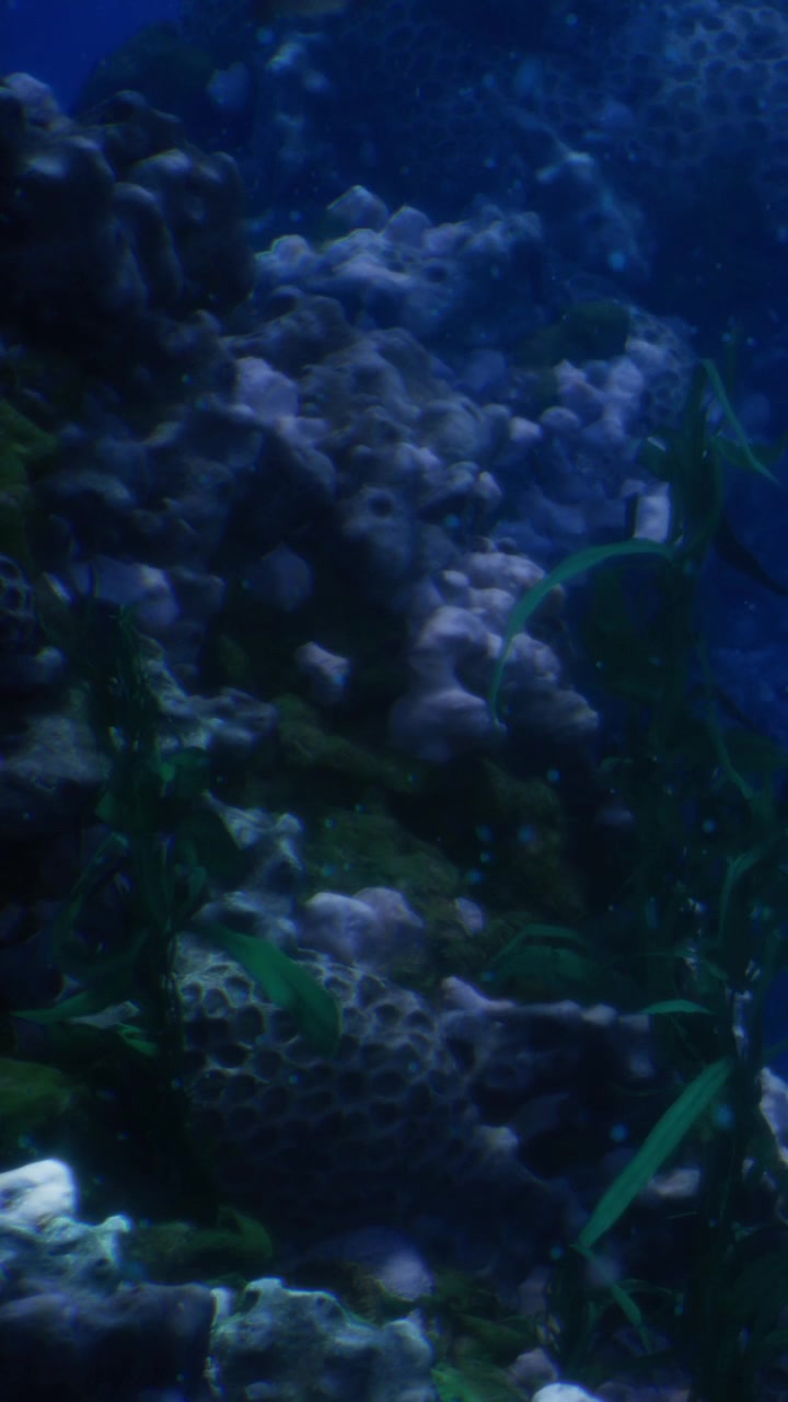 Coral reef habitat under the ocean showcasing sea creatures and plants