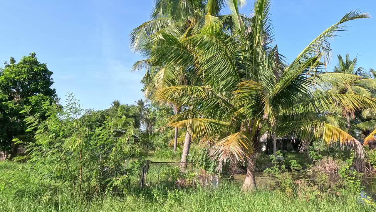 árboles de coco balanceándose suavemente en la brisa.