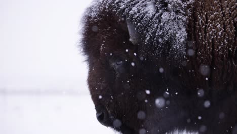 bison surviving the harsh winter in super slow motion