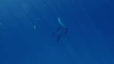 un grupo de hermosos delfines giradores jugando en el mar azul profundo - toma submarina