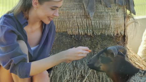 SLOW-MOTION,-CLOSE-UP:-Young-cheerful-woman-giving-piece-of-an-carrot-to-happy-goat-on-smallholding-farm